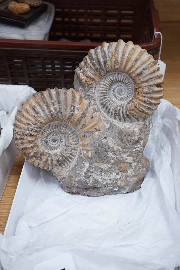 A collection of fossils, etc., including; echinoids, ammonites, fossilised tree fern sample, shells, grypia, a large bone, two large ammonites prepared on one matrix, etc.